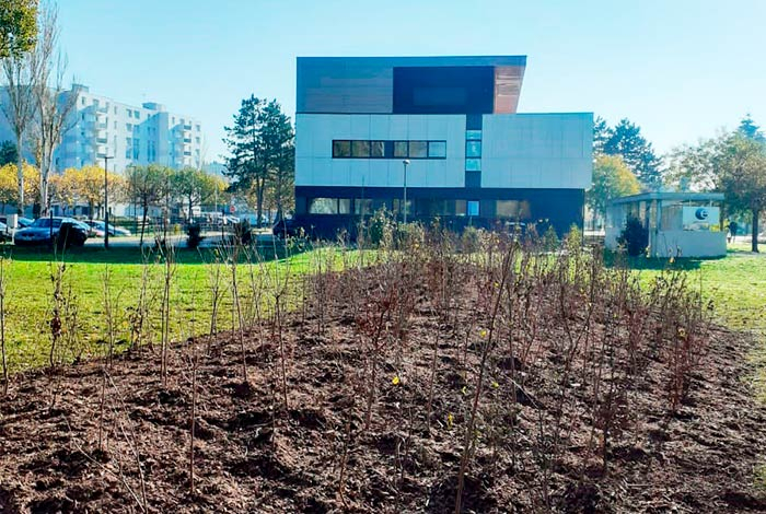 Plantation de notre première mini-forêt urbaine