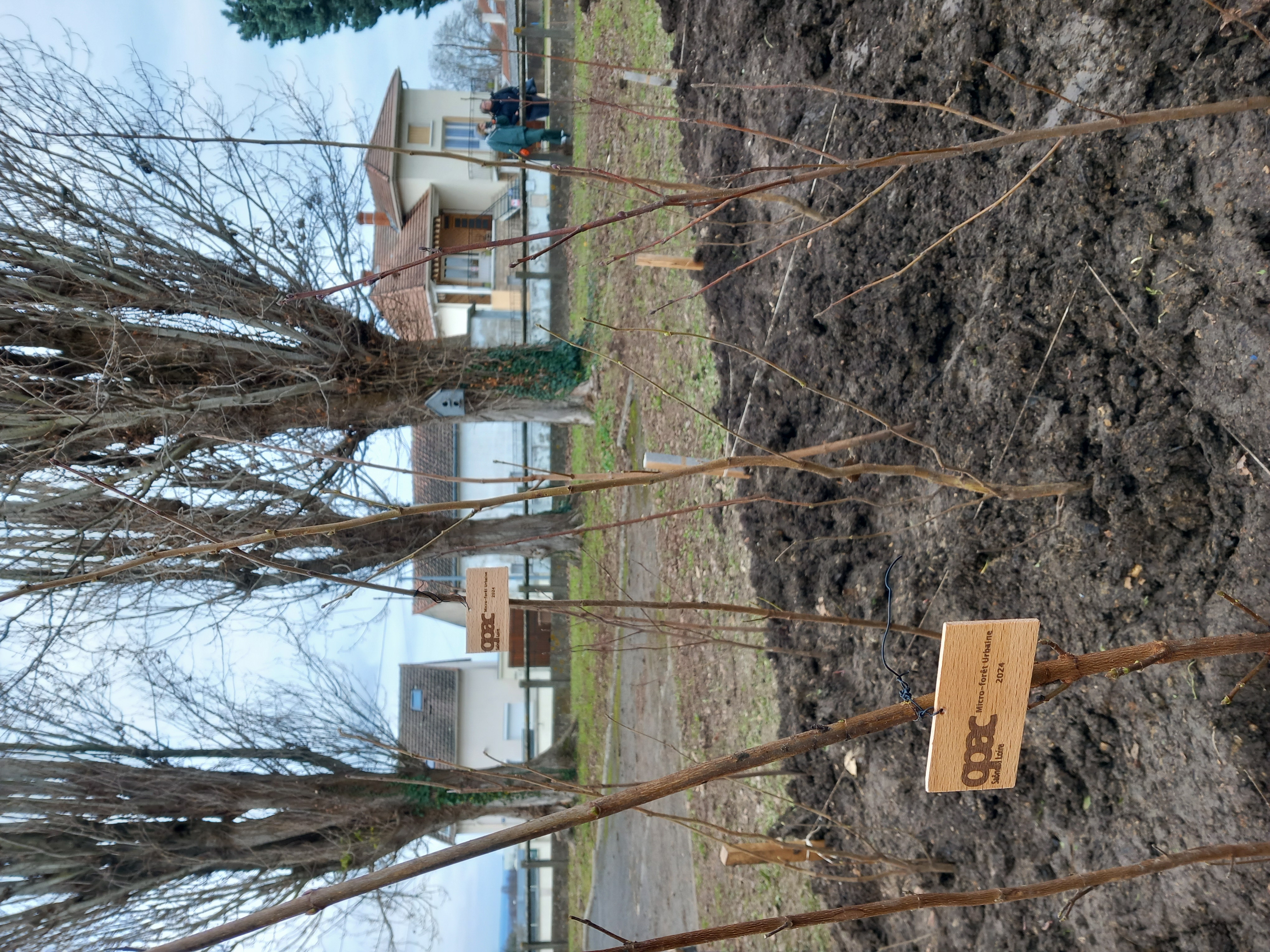 Micro-forêt urbaine OPAC chantier jeunes